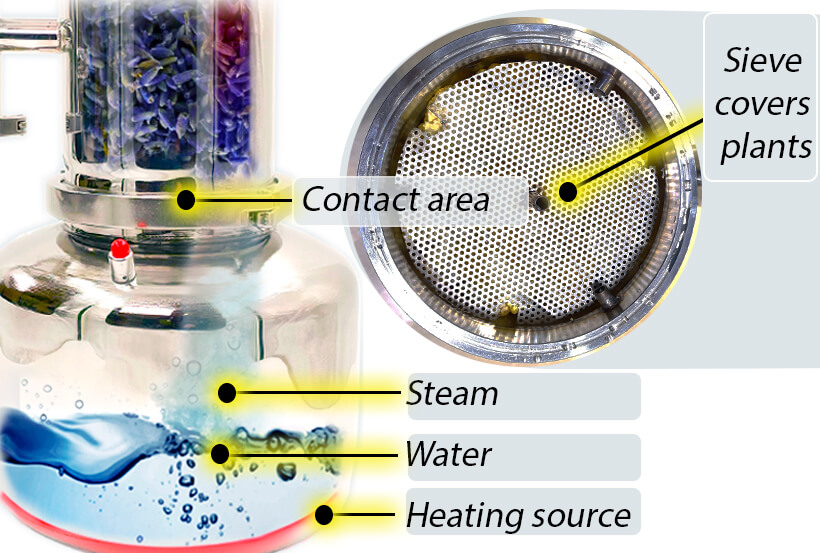 Contact area of plant and steam in the essential distillation process