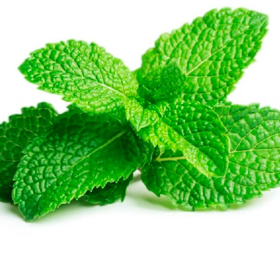 Fresh mint for distillation